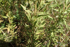 Eupatorium semiserratum