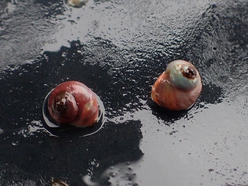 Pearly Top Shell