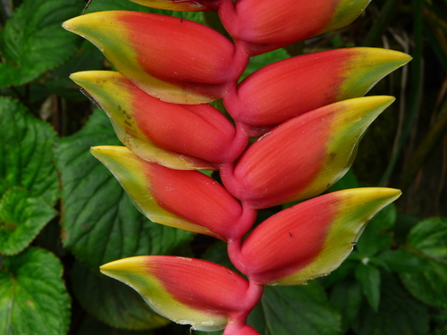 Heliconia rostrata