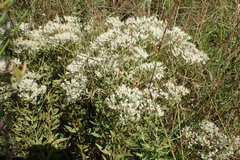 Eupatorium semiserratum