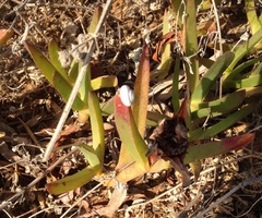 Carpobrotus edulis
