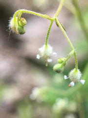 Heuchera glabra