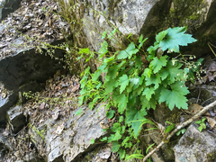 Heuchera glabra