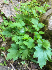 Heuchera glabra