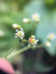 Heuchera glabra
