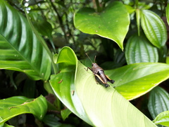 Psiloscirtus flavipes