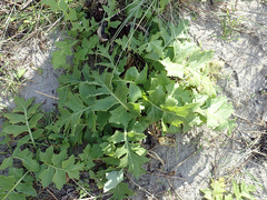 Sonchus grandifolius