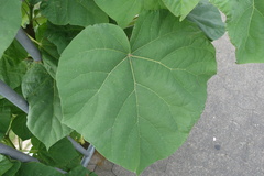 Paulownia tomentosa