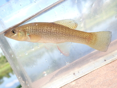 Seminole Killifish photo 2