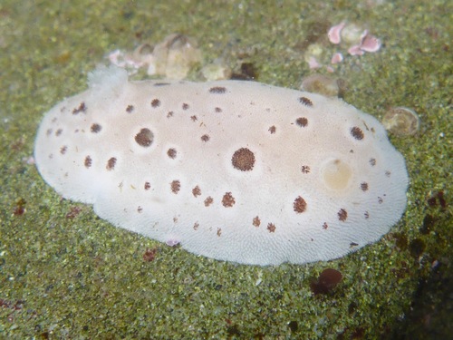 Northern Leopard Dorid