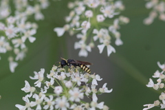 Ectemnius lituratus