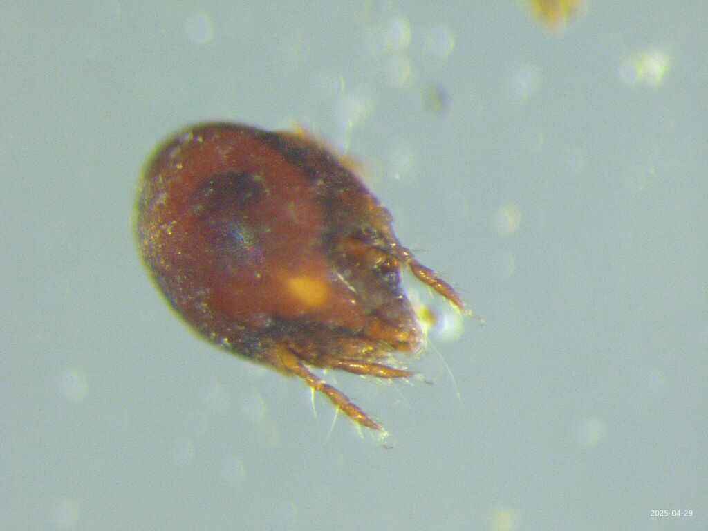Austrachipteriidae