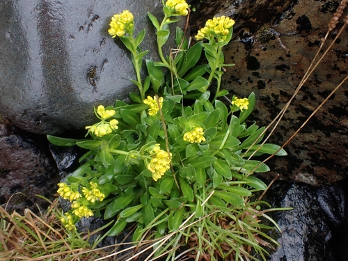 North Pacific Whitlow-grass (Draba grandis)