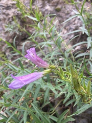 Penstemon lyallii