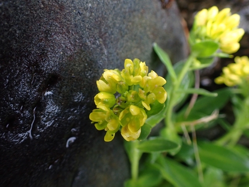 Image of Draba grandis by (c) Matt Muir, some rights reserved (CC BY)