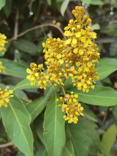 dragon withe (Heteropterys laurifolia)