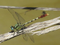 Arigomphus lentulus