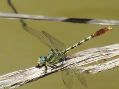 Arigomphus lentulus