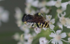 Ectemnius lituratus