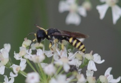 Ectemnius lituratus