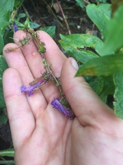 Penstemon albertinus