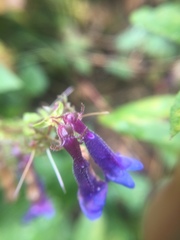 Penstemon albertinus