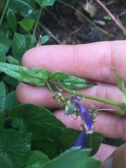 Penstemon albertinus
