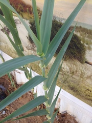 Arundo donax
