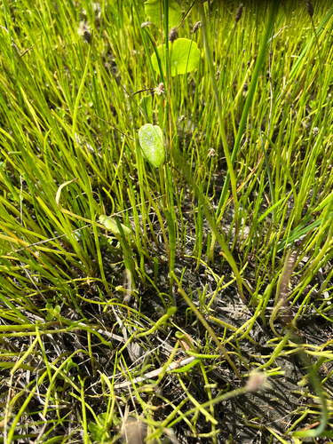 Carolina grasswort (Lilaeopsis carolinensis)