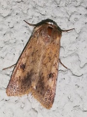 Helicoverpa armigera