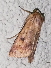 Helicoverpa armigera