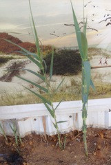 Arundo donax