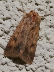 Helicoverpa armigera