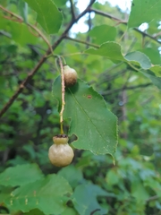 Contarinia virginianiae