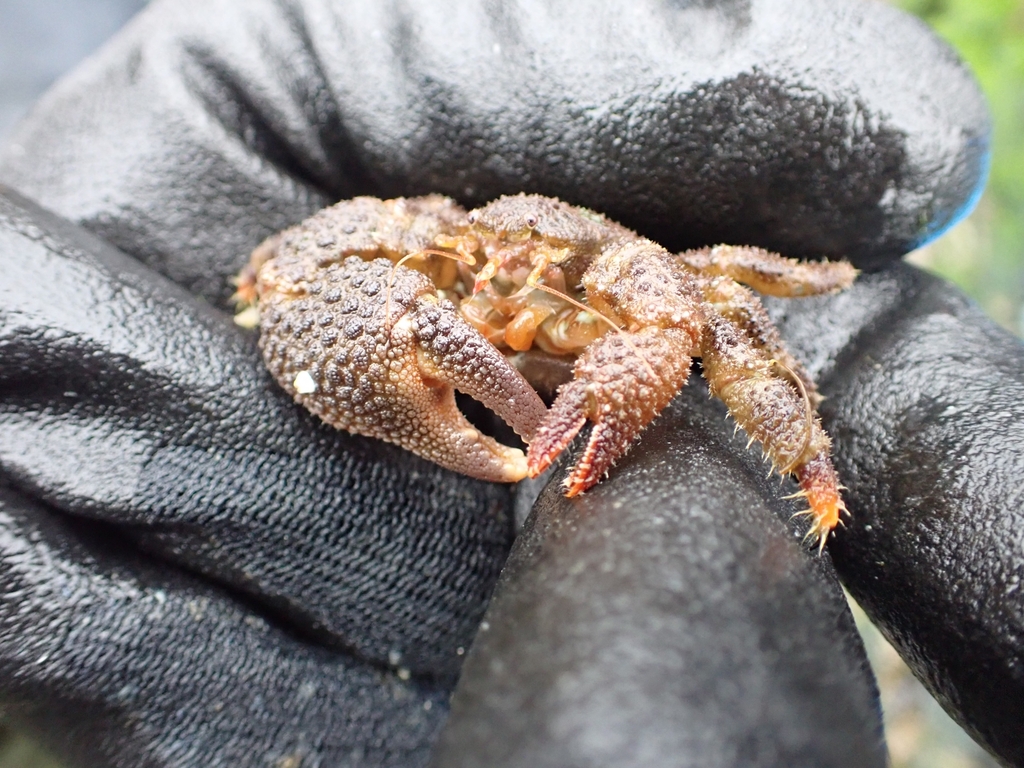 granular claw crab