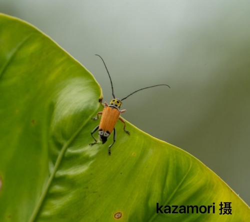 Kapok Longhorned Borer