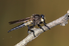 Promachus painteri