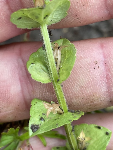 Texas Venus' looking-glass (Triodanis texana)