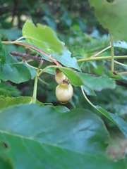 Contarinia virginianiae