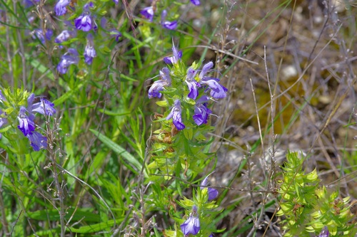 Image of Salvia engelmannii by (c) Michelle W. （鍾偉瑋）, some rights reserved (CC BY)
