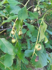 Contarinia virginianiae