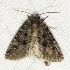 Paramiana smaragdina