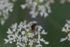 Ectemnius lituratus