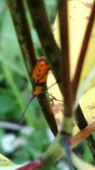 Oncopeltus fasciatus