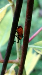 Oncopeltus fasciatus