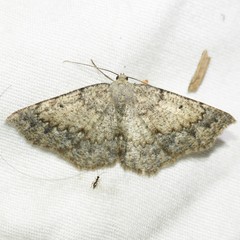Somatolophia pallescens