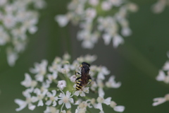 Ectemnius lituratus