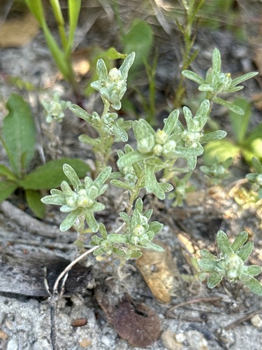 Image of Logfia filaginoides by (c) Barbara Banfield, some rights reserved (CC BY)
