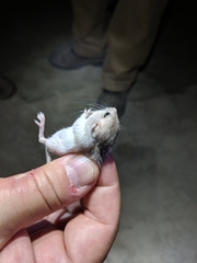 Perognathus