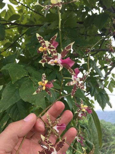 Oncidium hastatum, photograph 3
